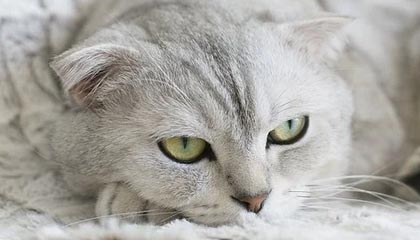 开云电竞入口-比赛策略揭秘：得分高手的战术布局，球赛战术